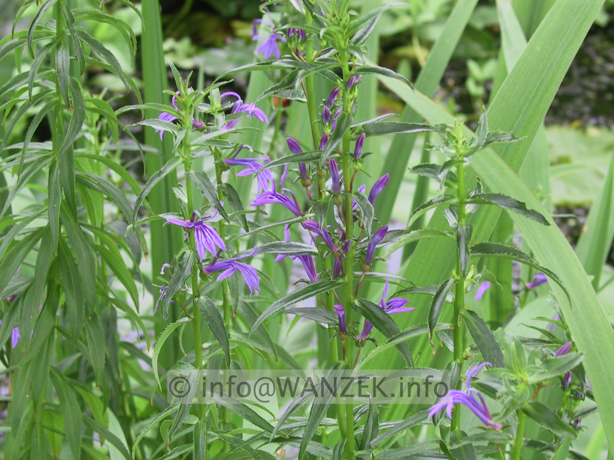 Lobelia sessiliflora Bluehend.JPG